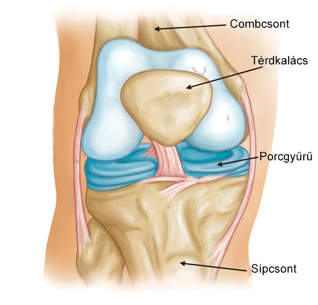 Arthrózis (porckopás) tünetei és kezelése - HáziPatika